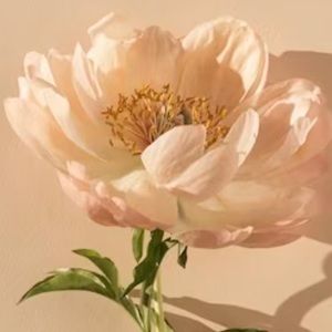 Meet your Posher, Mackenzie